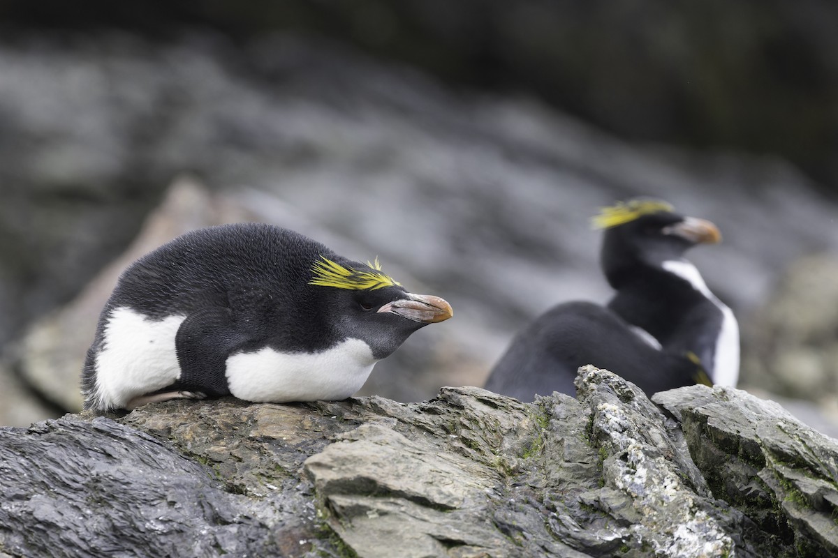 マカロニペンギン - ML640231695