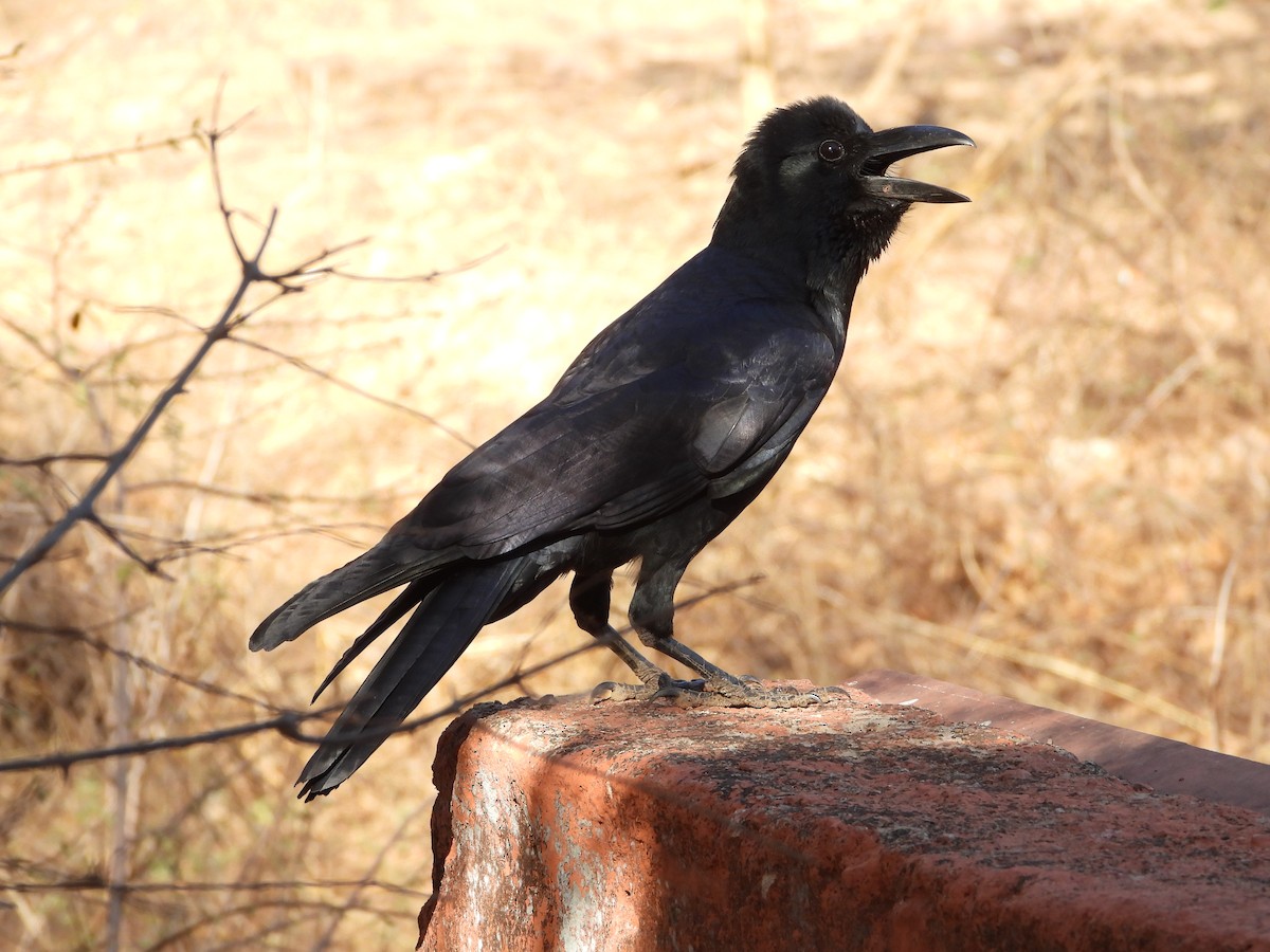 Large-billed Crow (Indian Jungle) - ML640231766