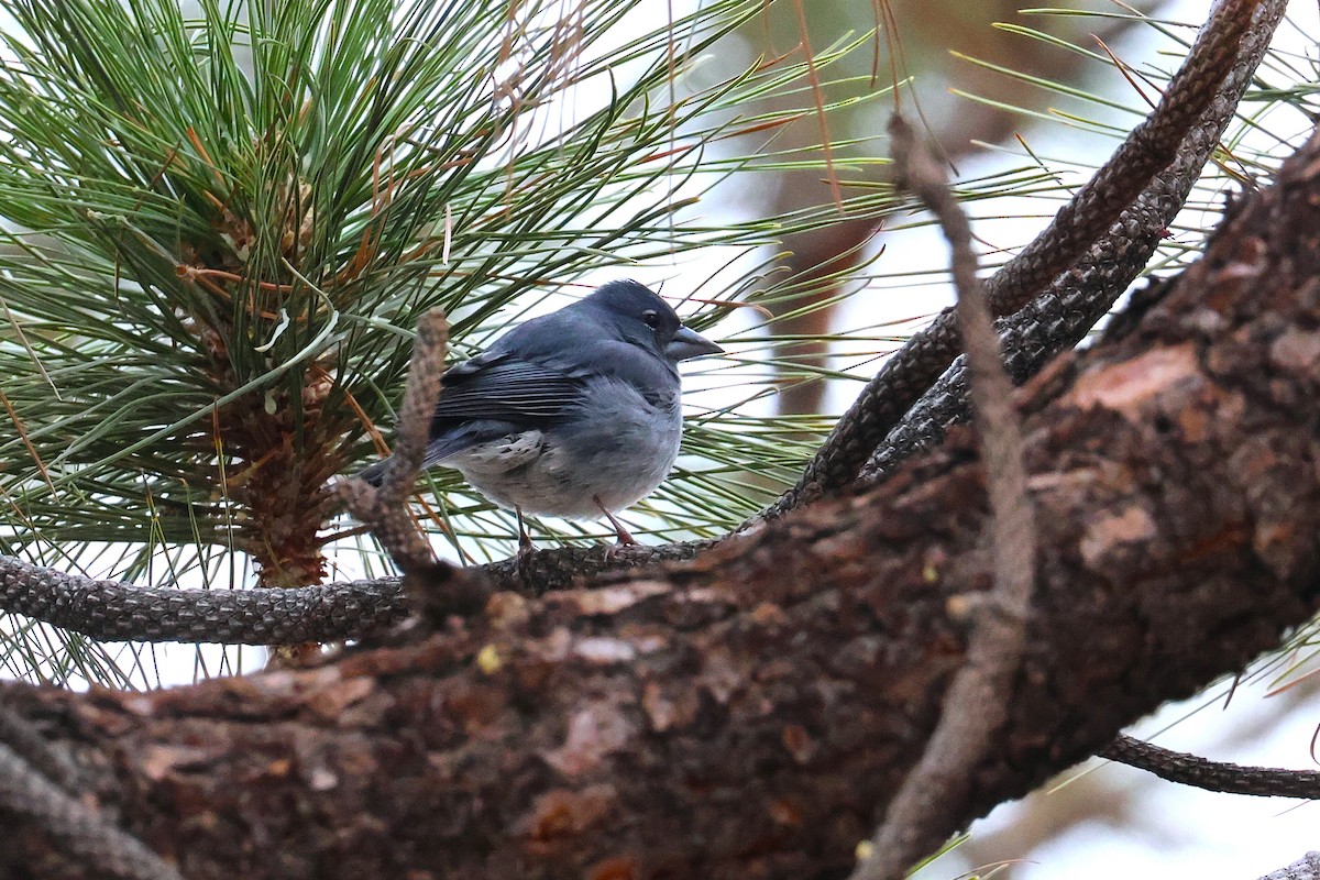 Tenerife Blue Chaffinch - ML640231768