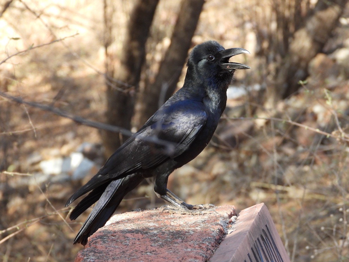 Large-billed Crow (Indian Jungle) - ML640231777