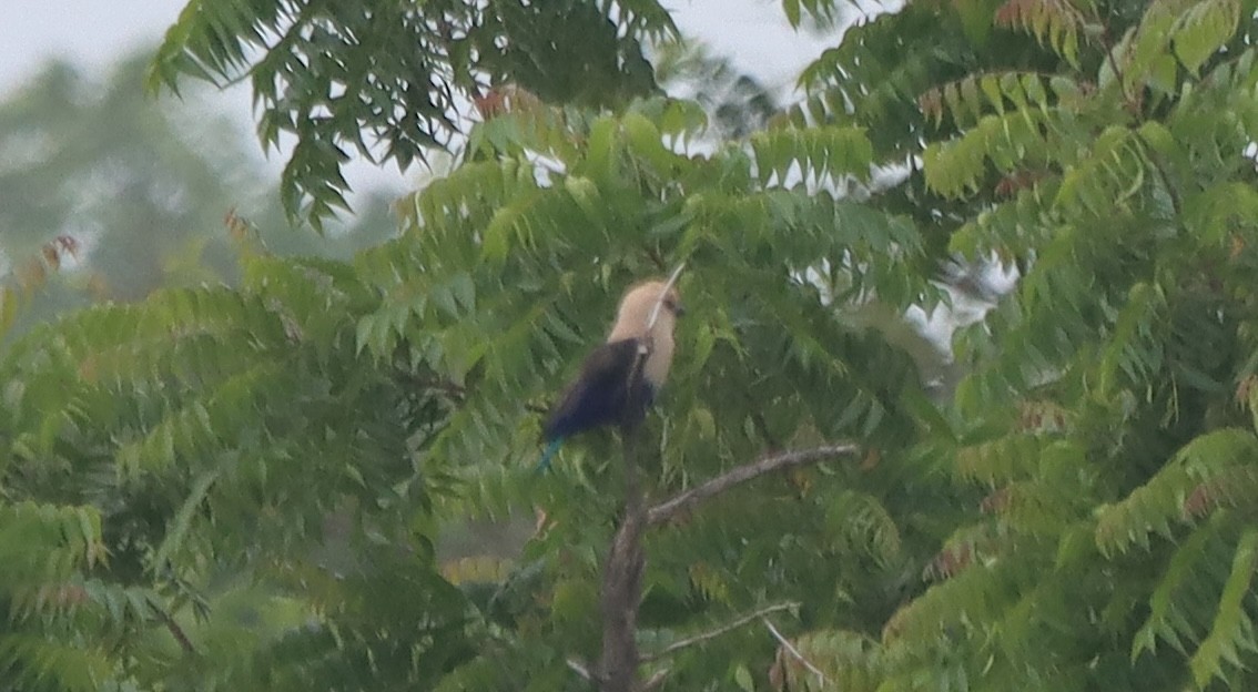 Blue-bellied Roller - ML640231793