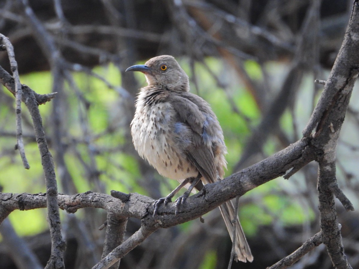 Gray Thrasher - ML640231802