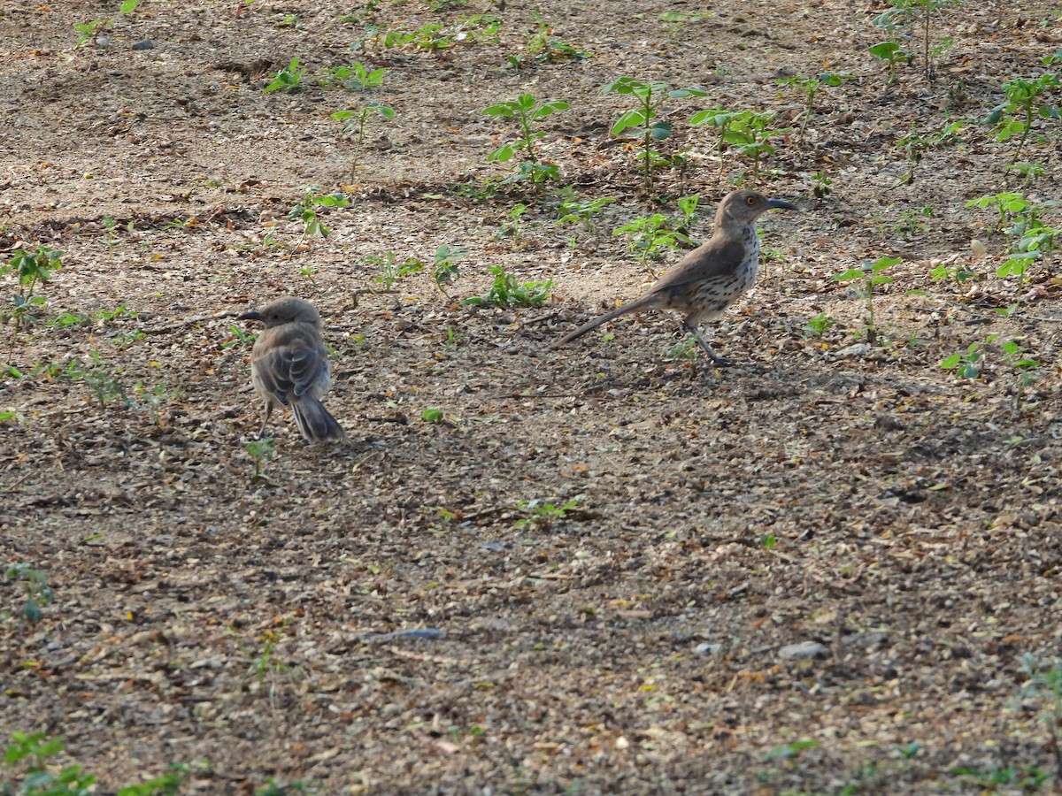 Gray Thrasher - ML640231805