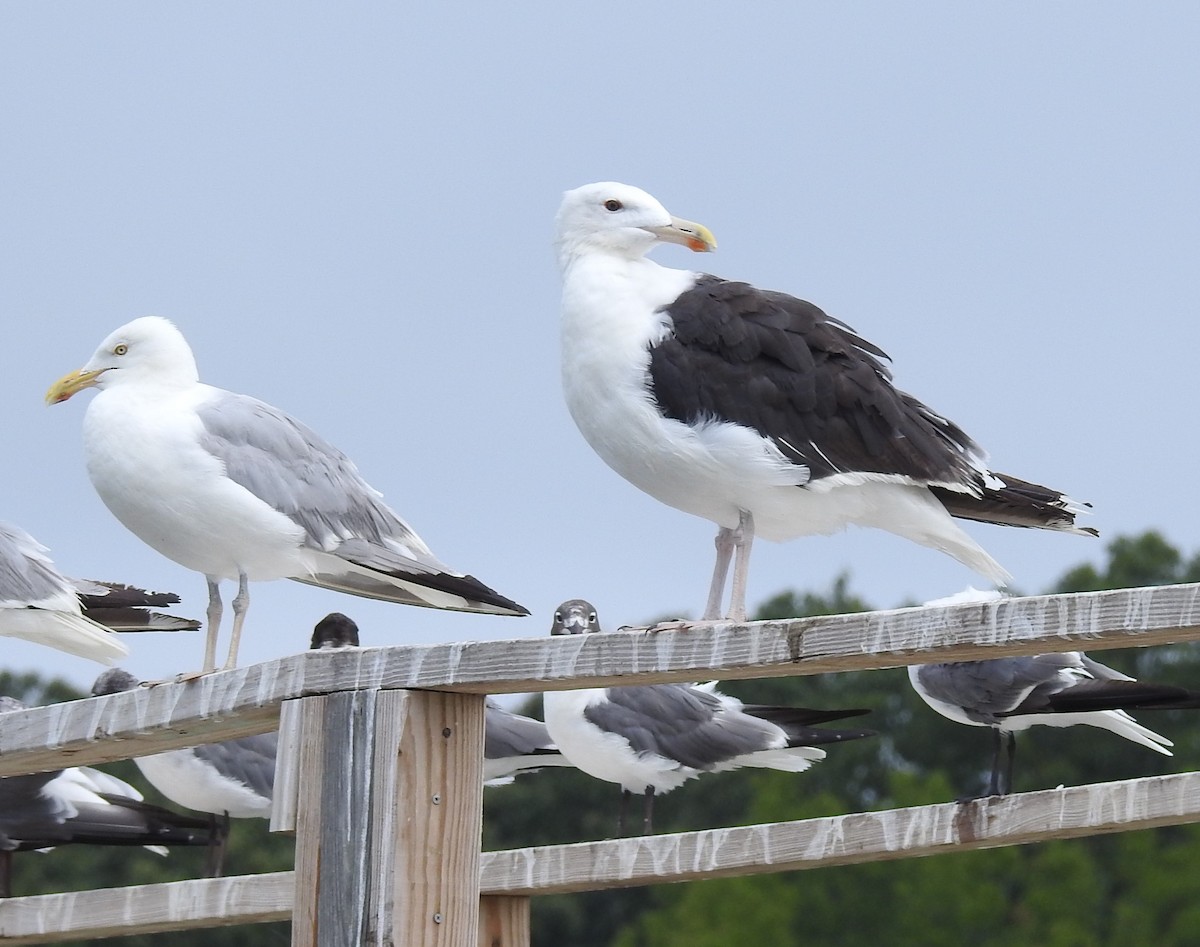 Mantelmöwe - ML640231860