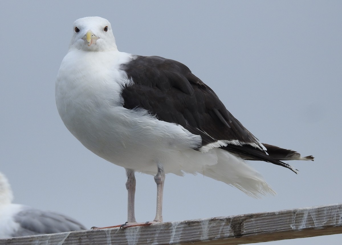 Mantelmöwe - ML640231861