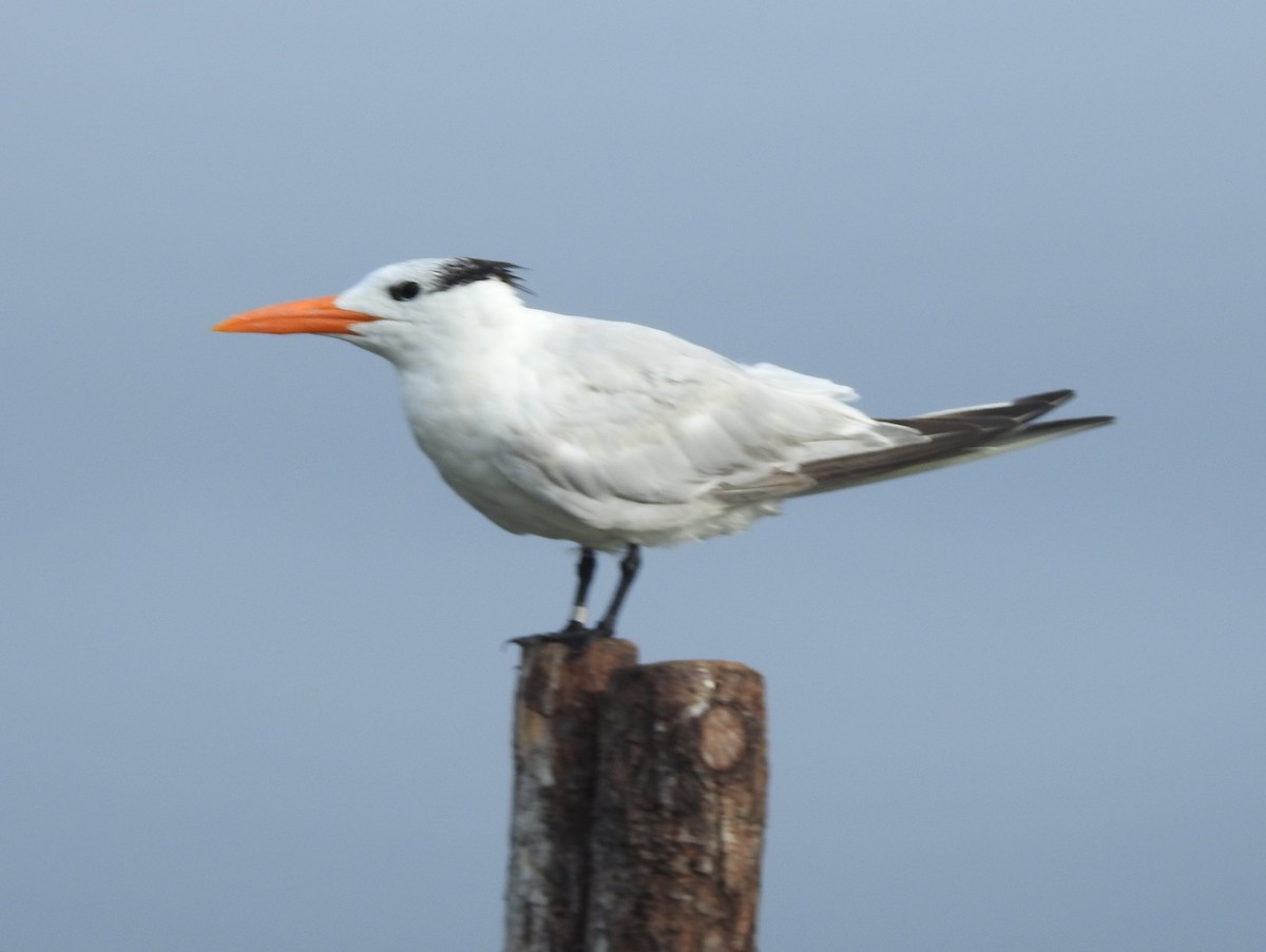 Königsseeschwalbe - ML640231877