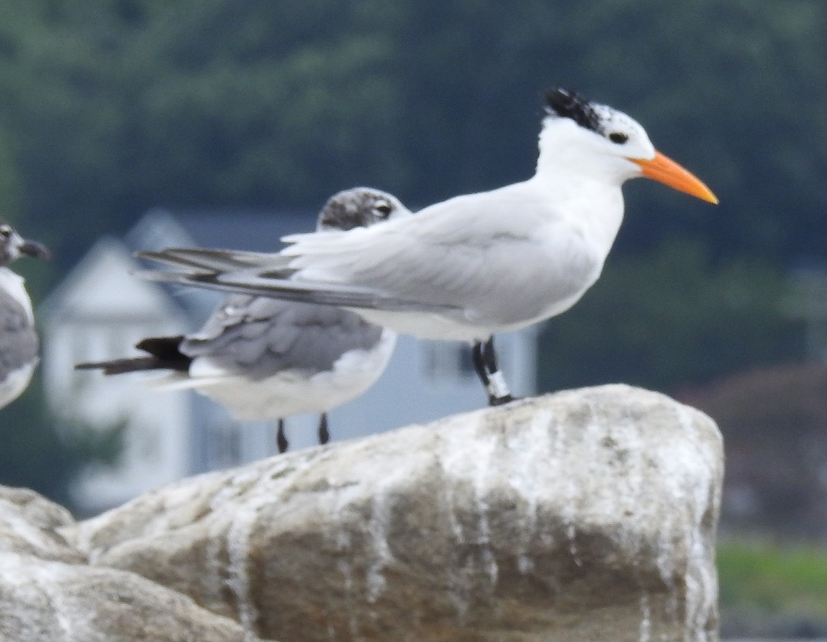 Königsseeschwalbe - ML640231878