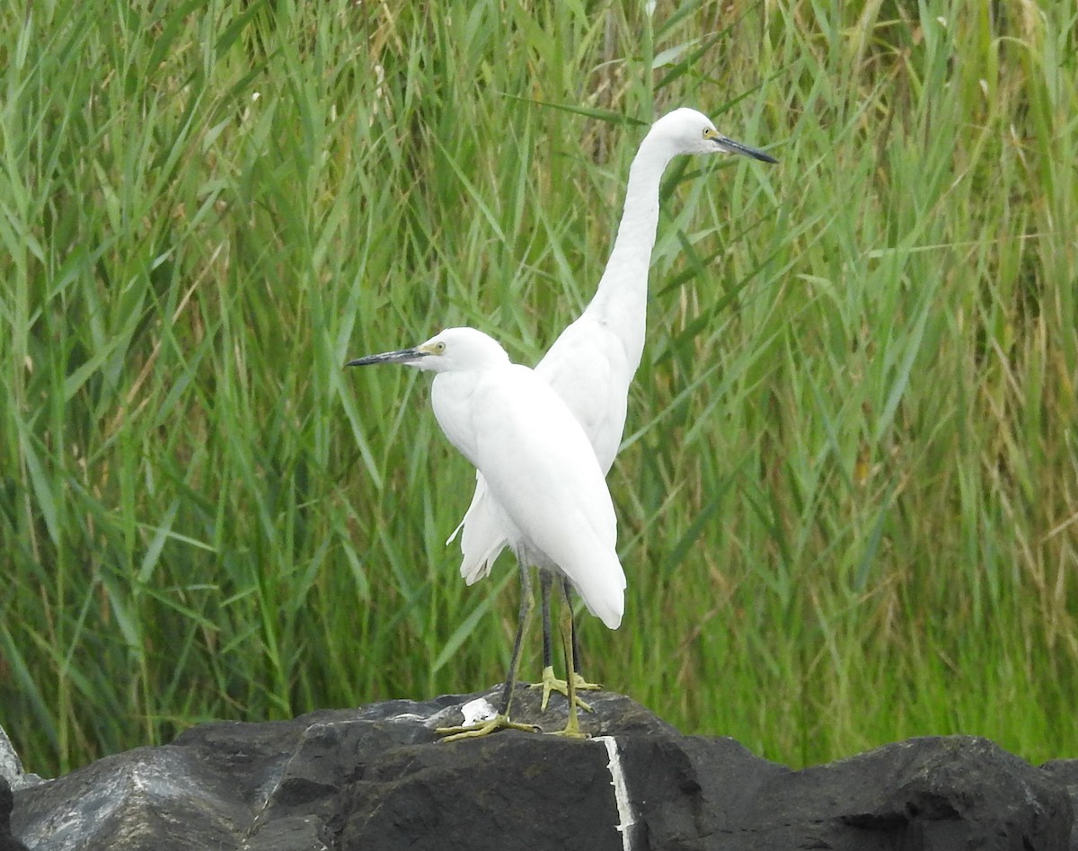 Schmuckreiher - ML640231886