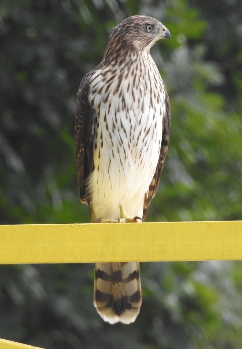 Rundschwanzhabicht - ML640231893