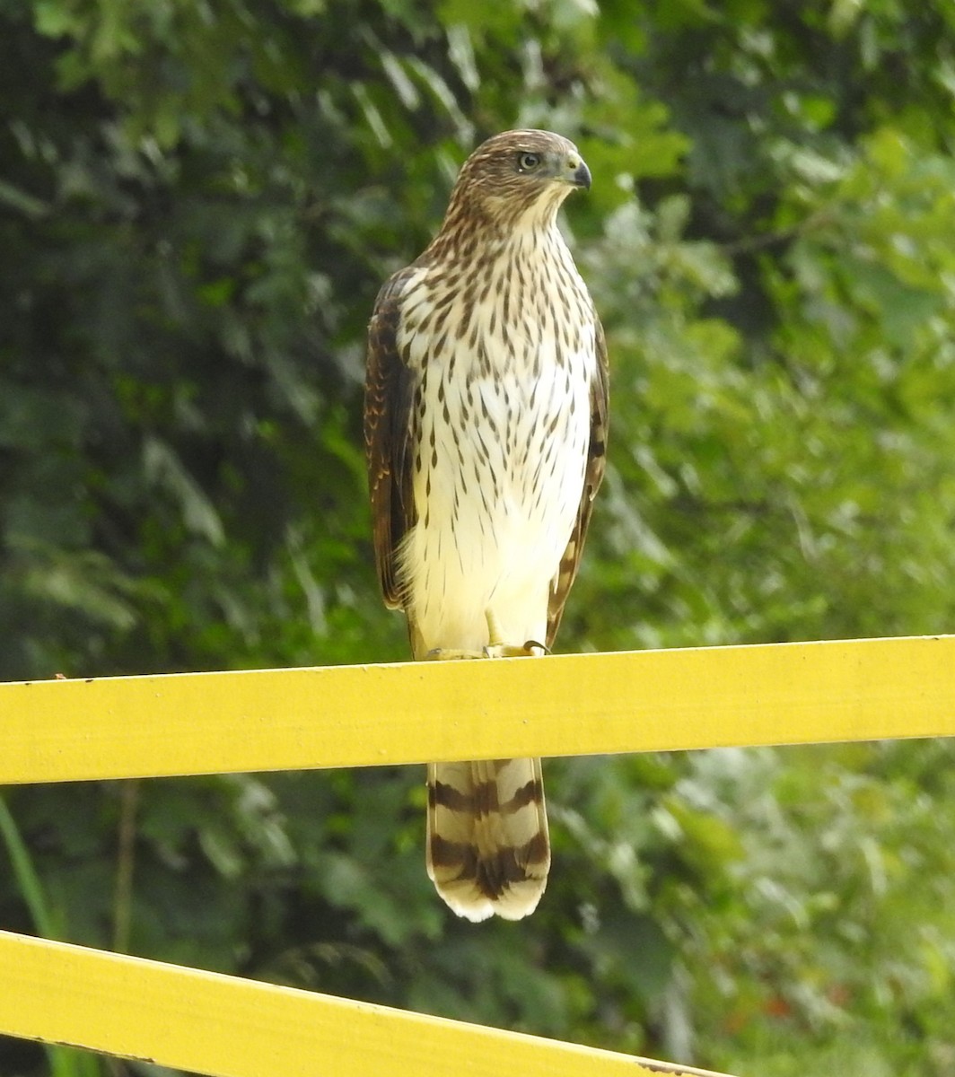 Rundschwanzhabicht - ML640231894