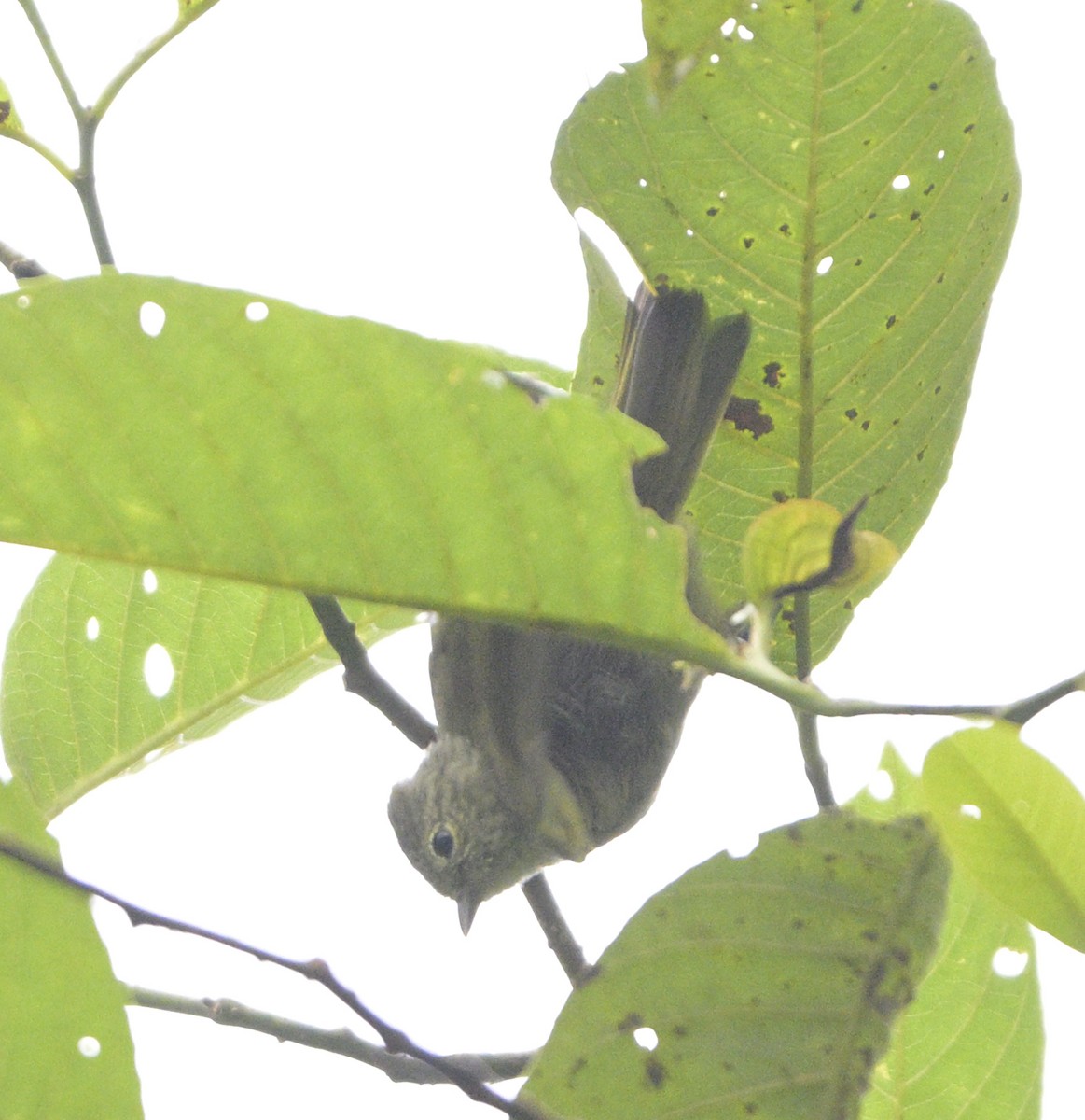 Yellow-browed Tit - ML640232040