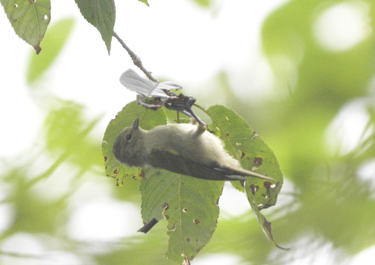 Yellow-browed Tit - ML640232041