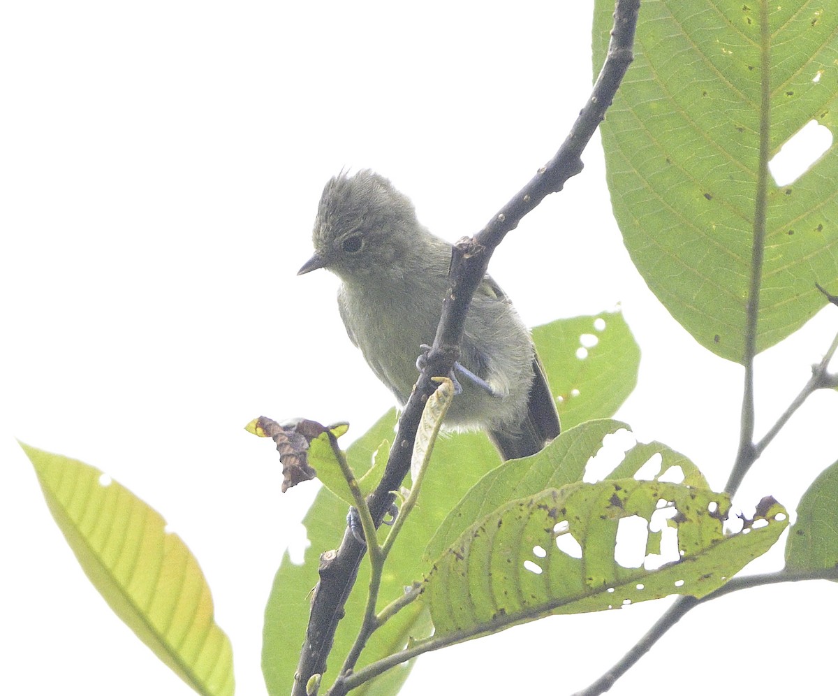 Yellow-browed Tit - ML640232042