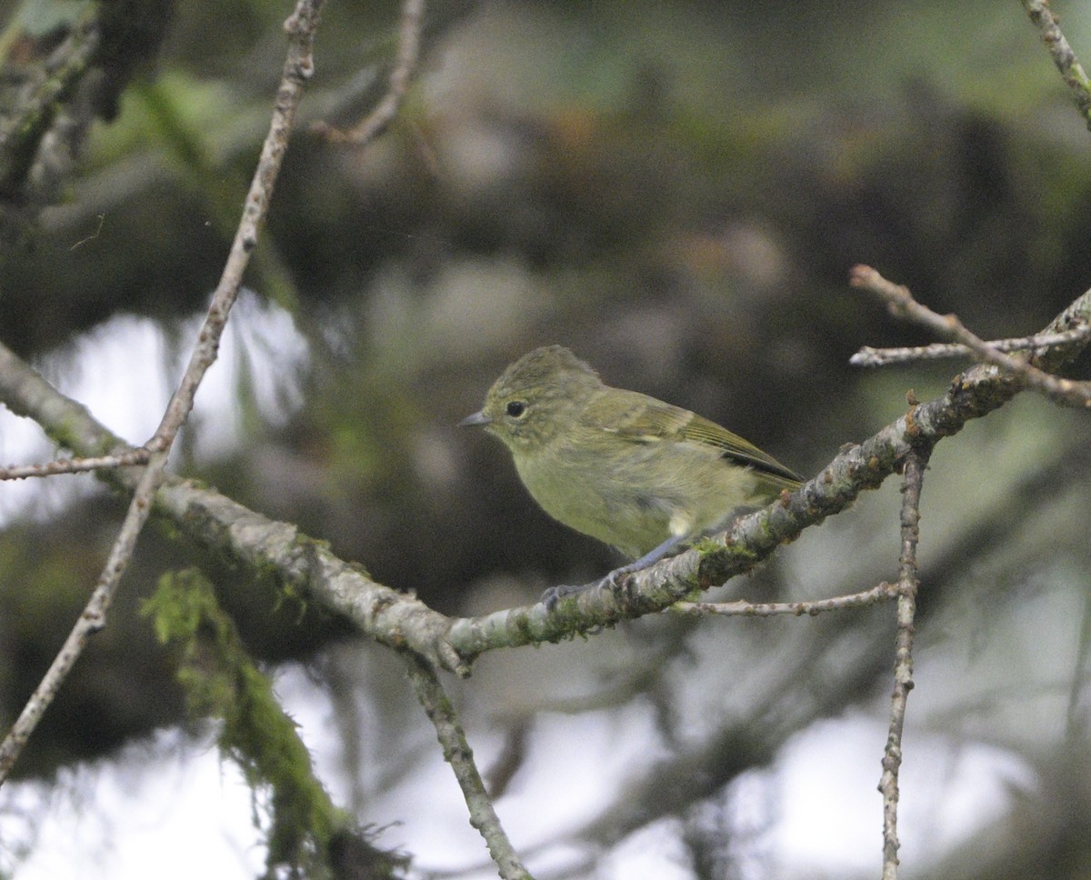 Yellow-browed Tit - ML640232043