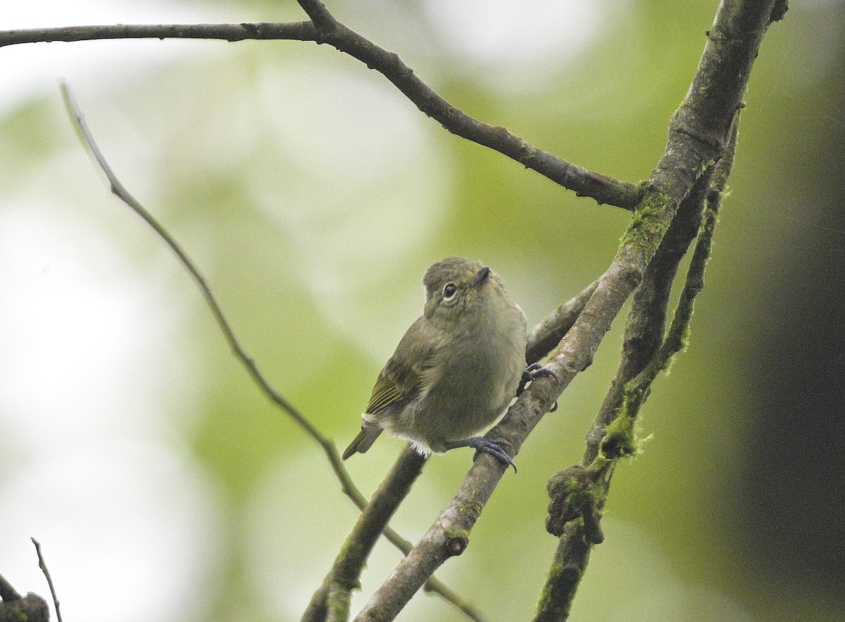 Yellow-browed Tit - ML640232044