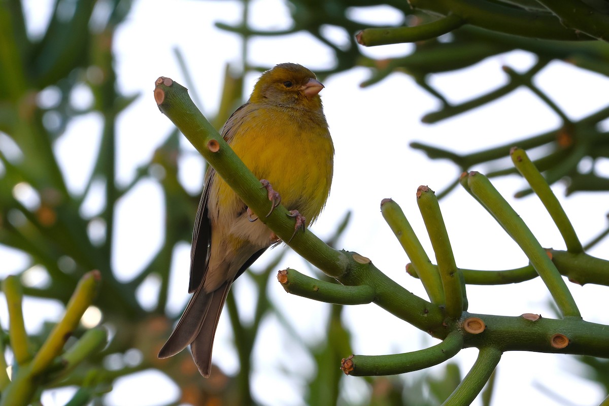 Island Canary - ML640232308