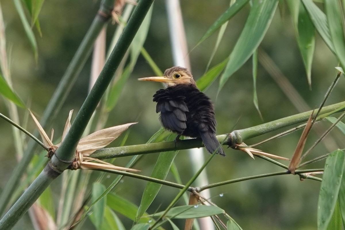 White-throated Jacamar - ML640232311