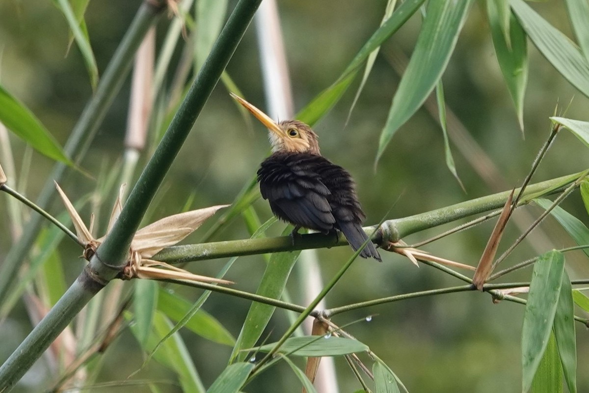 White-throated Jacamar - ML640232315