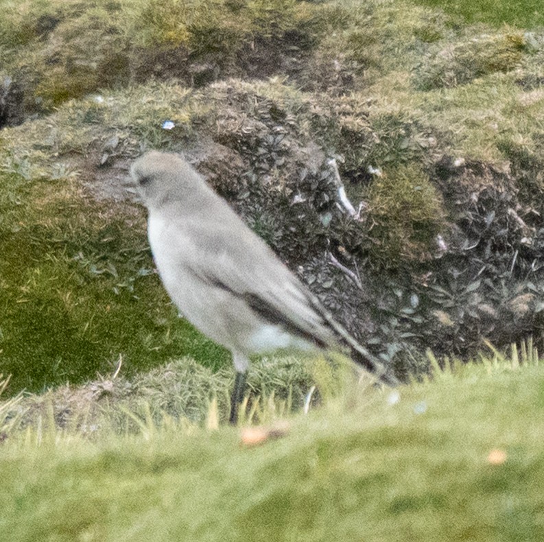 Dormilon à front blanc - ML640232322