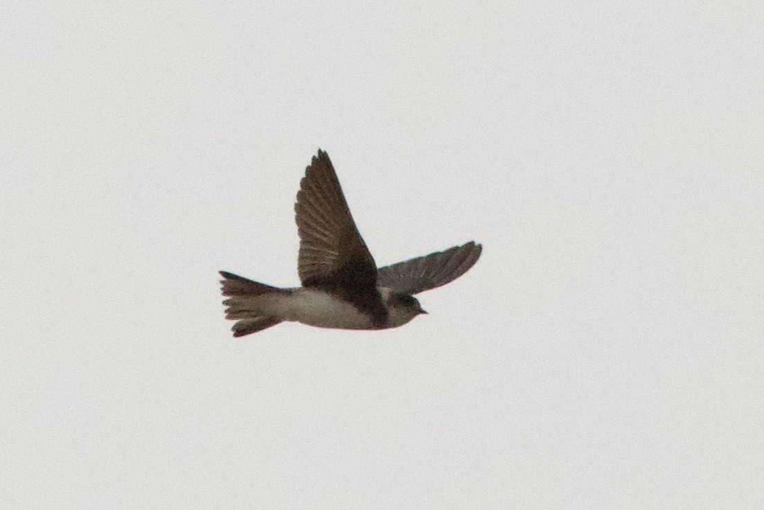 Bank Swallow - ML640232339