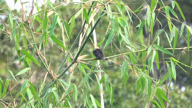 White-throated Jacamar - ML640232344