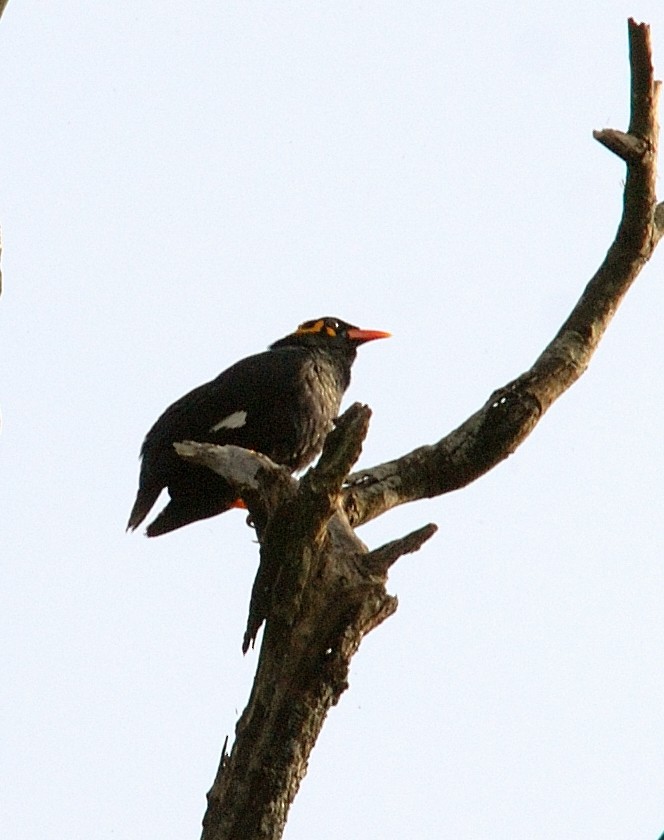 Southern Hill Myna - ML640232386