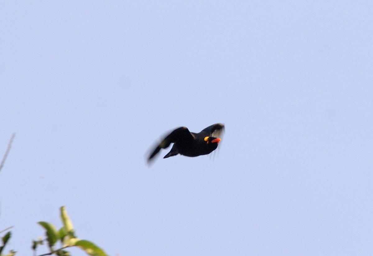 Southern Hill Myna - ML640232387