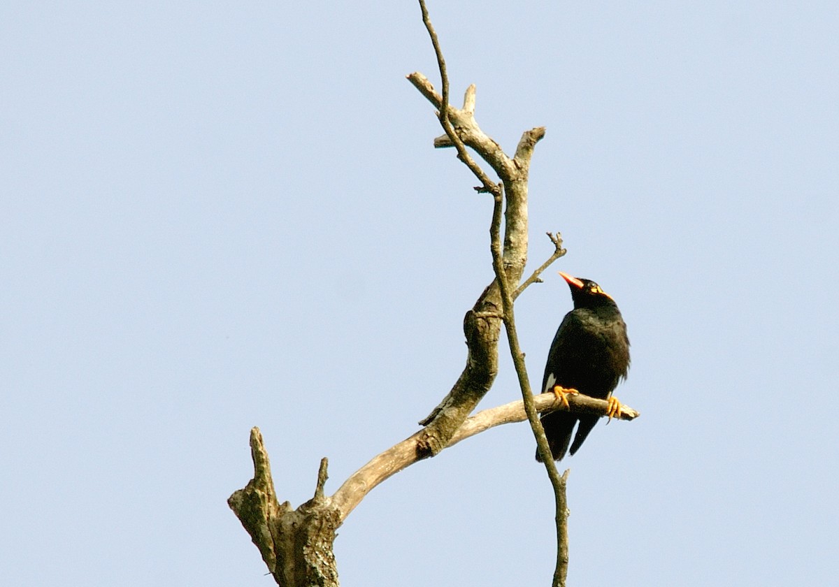 Southern Hill Myna - ML640232388