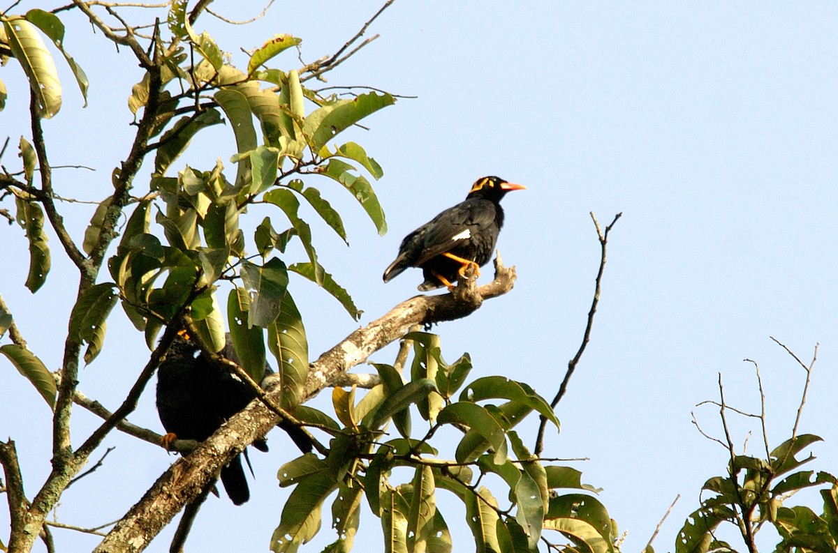 Southern Hill Myna - ML640232389