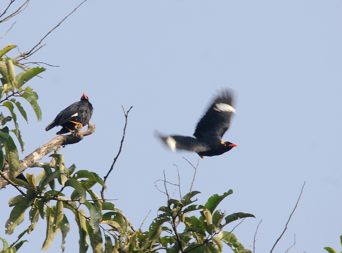 Southern Hill Myna - ML640232390