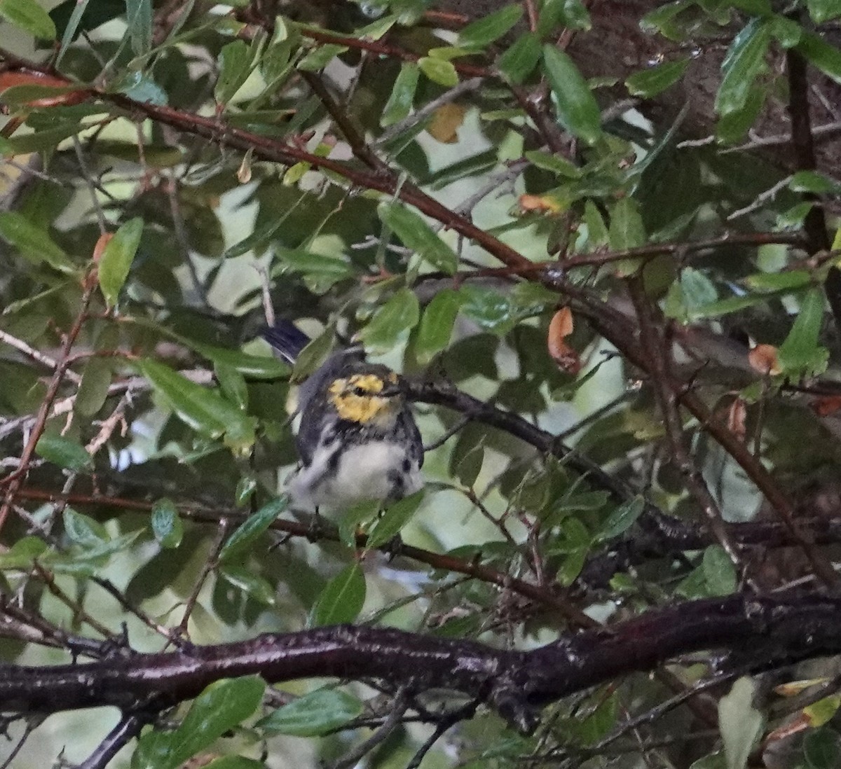 Golden-cheeked Warbler - ML640232441