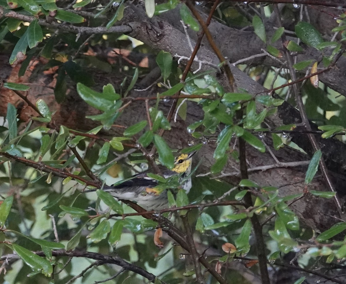 Golden-cheeked Warbler - ML640232449