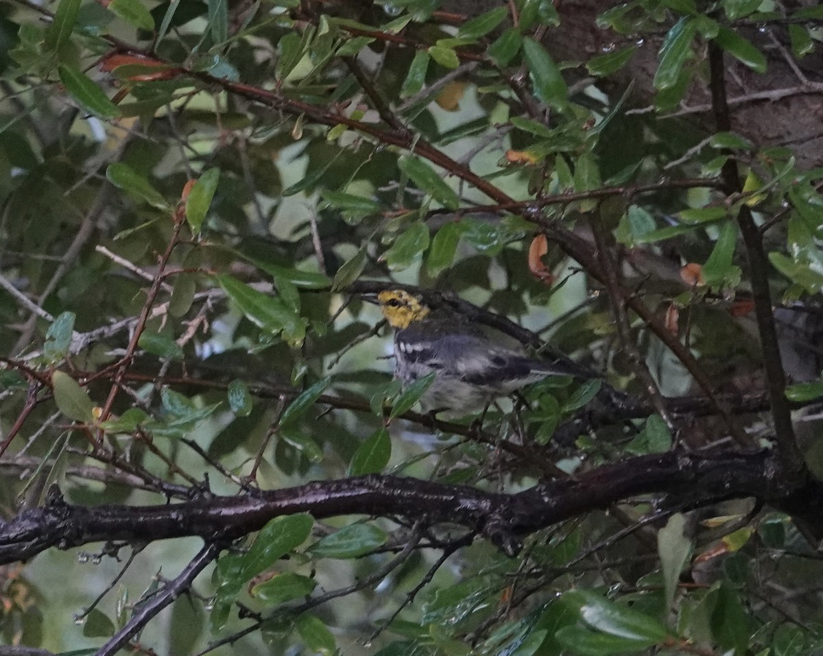 Golden-cheeked Warbler - ML640232461