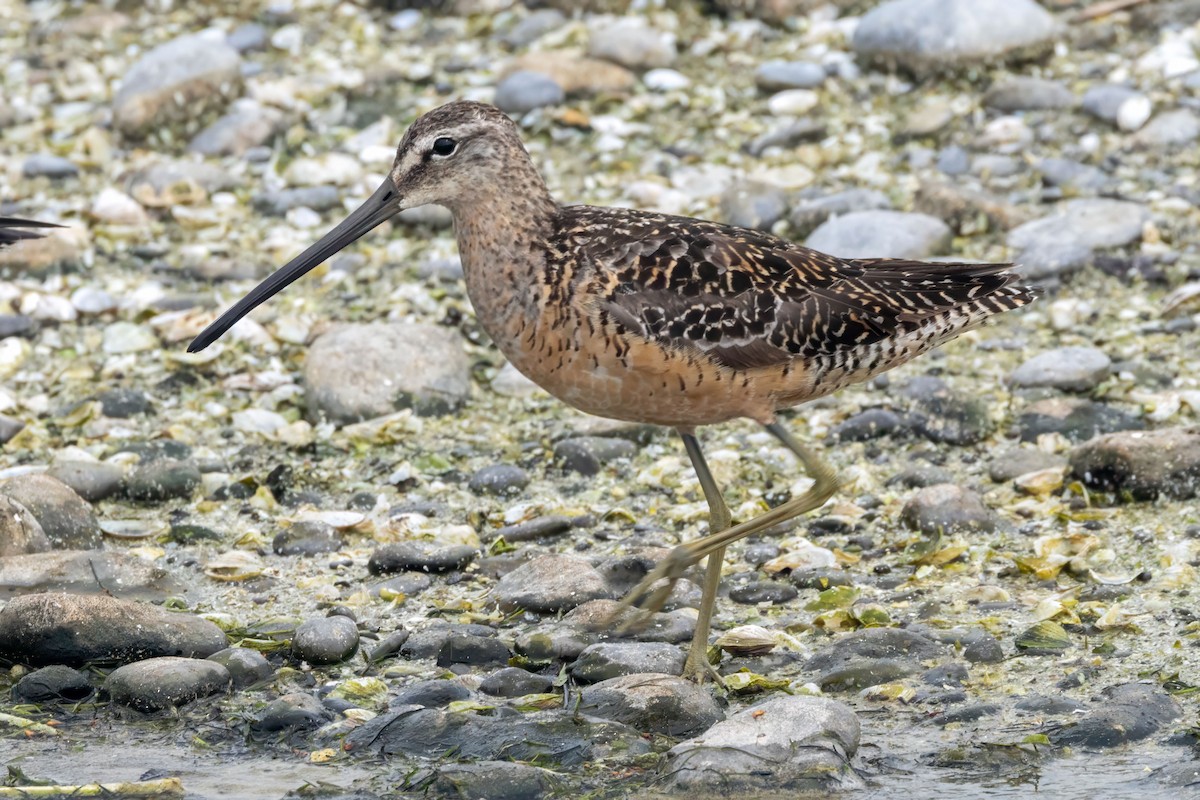 Limnodromo pettorossiccio - ML640232471