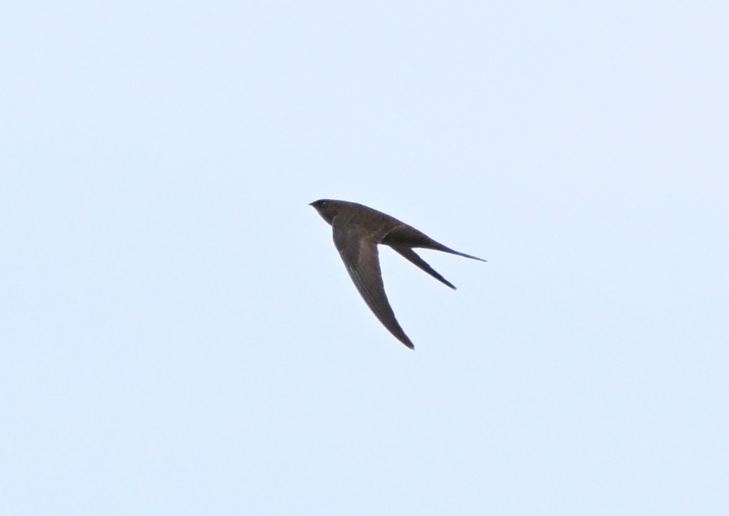 Vencejo Unicolor - ML640232512