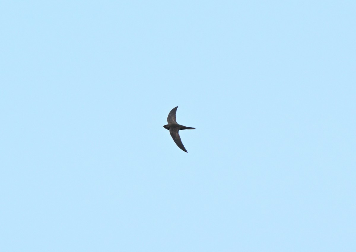 Vencejo Unicolor - ML640232513