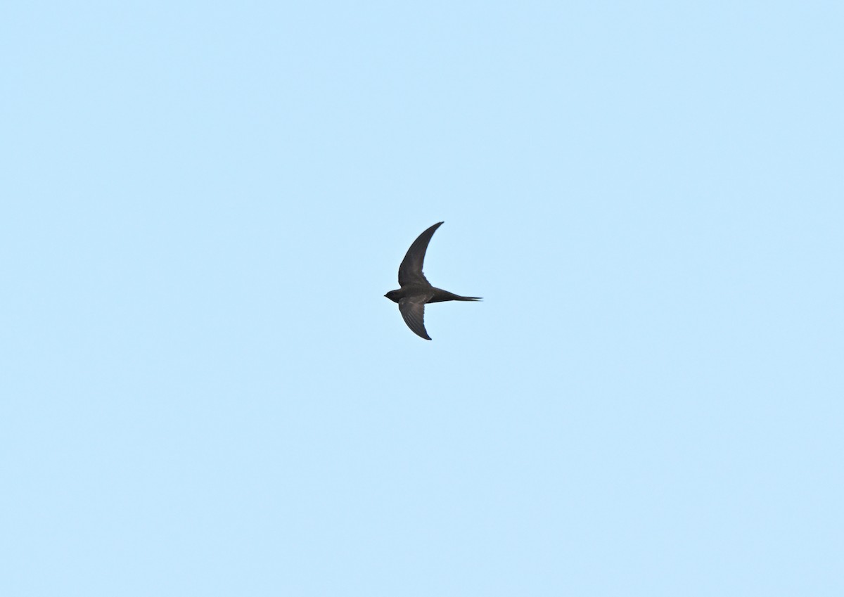 Vencejo Unicolor - ML640232514