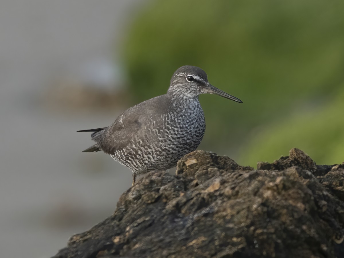 Wandering Tattler - ML640232517