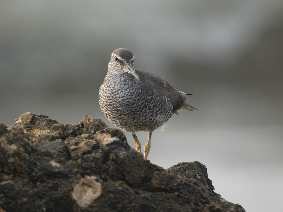 Wandering Tattler - ML640232518