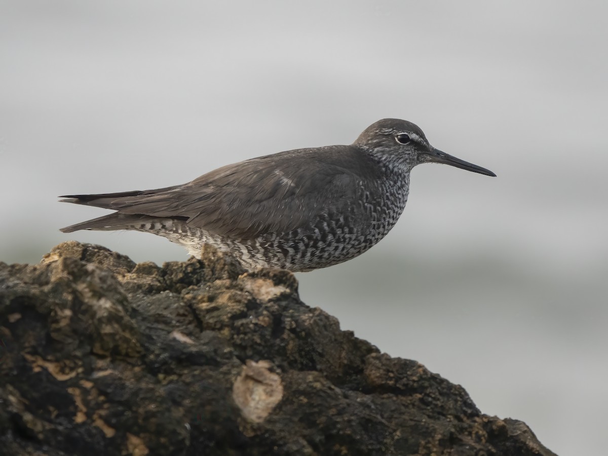 Wandering Tattler - ML640232519