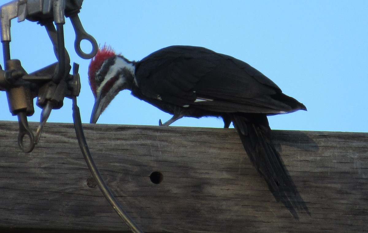 Pileated Woodpecker - ML640232522