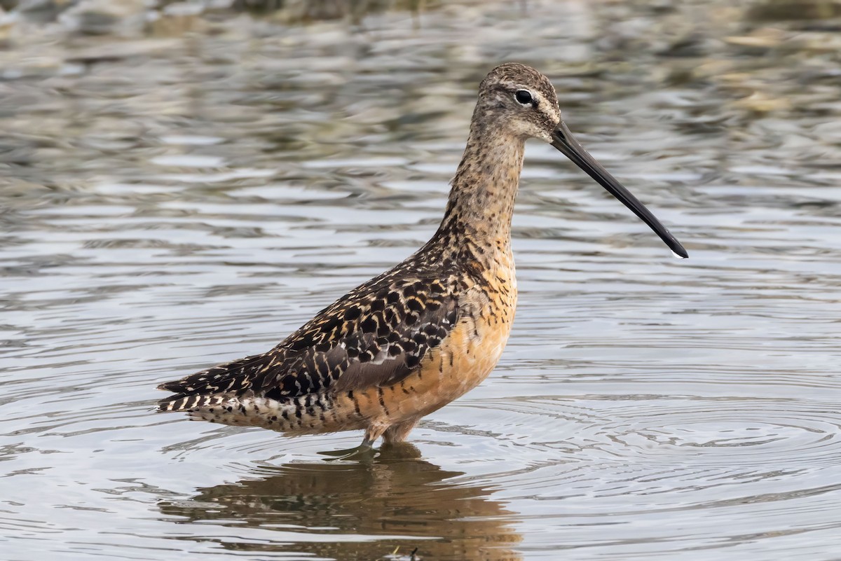 Limnodromo pettorossiccio - ML640232526