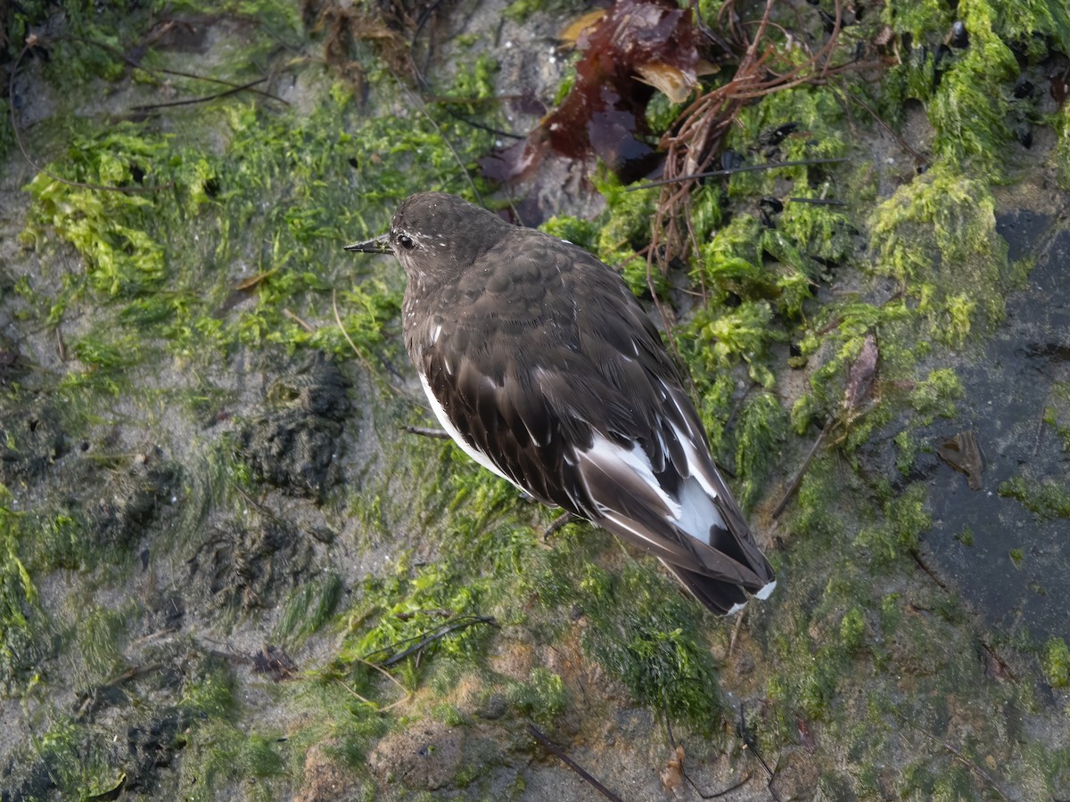 Black Turnstone - ML640232534