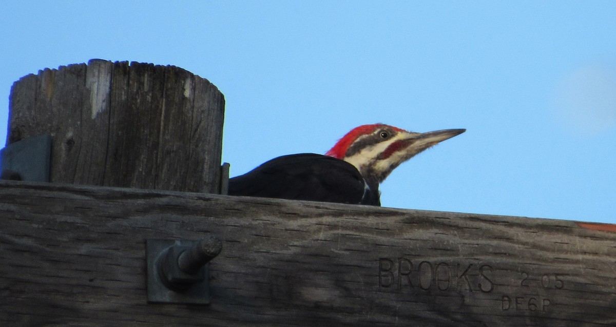 Pileated Woodpecker - ML640232536
