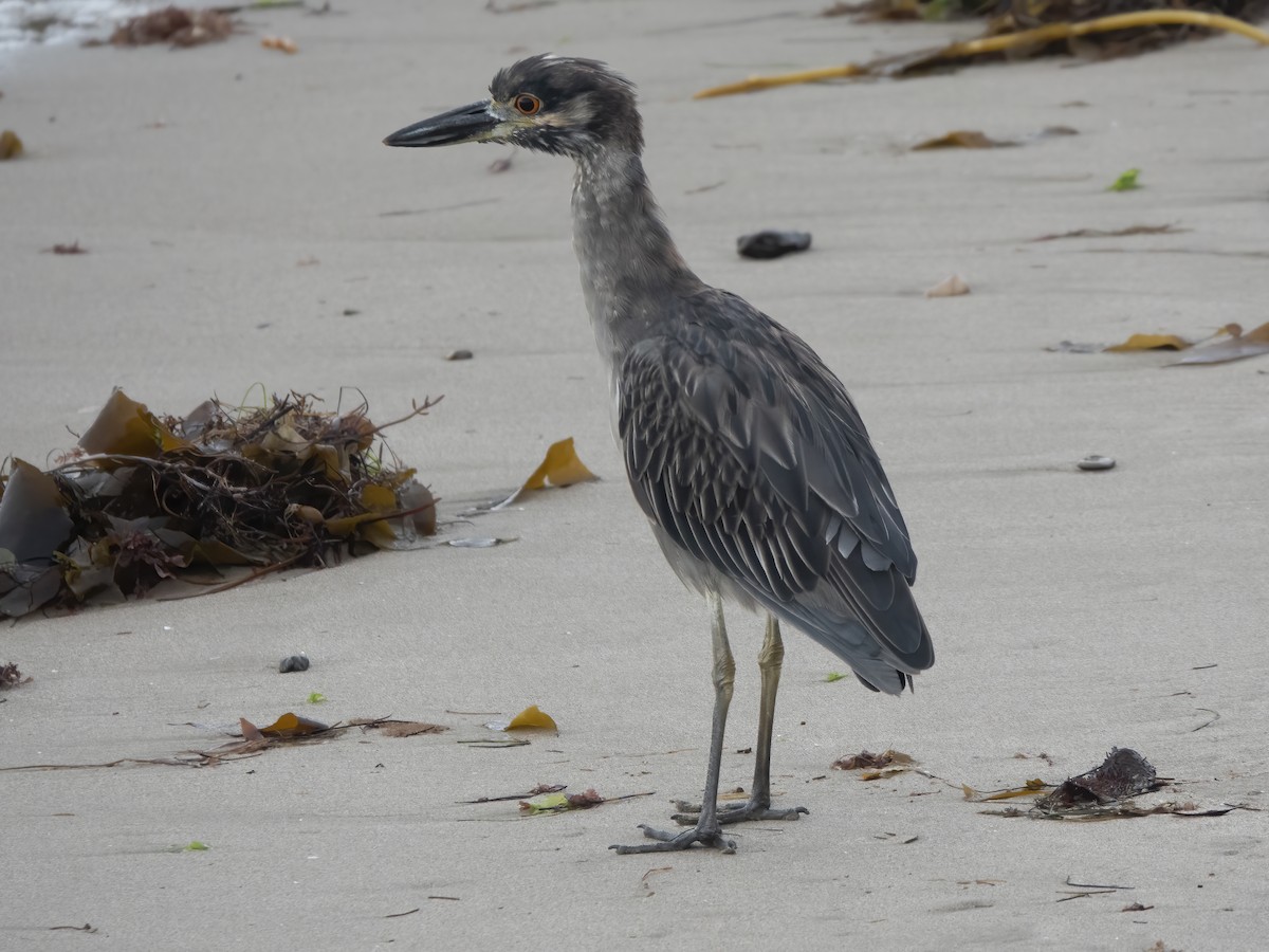 Yellow-crowned Night Heron - ML640232542