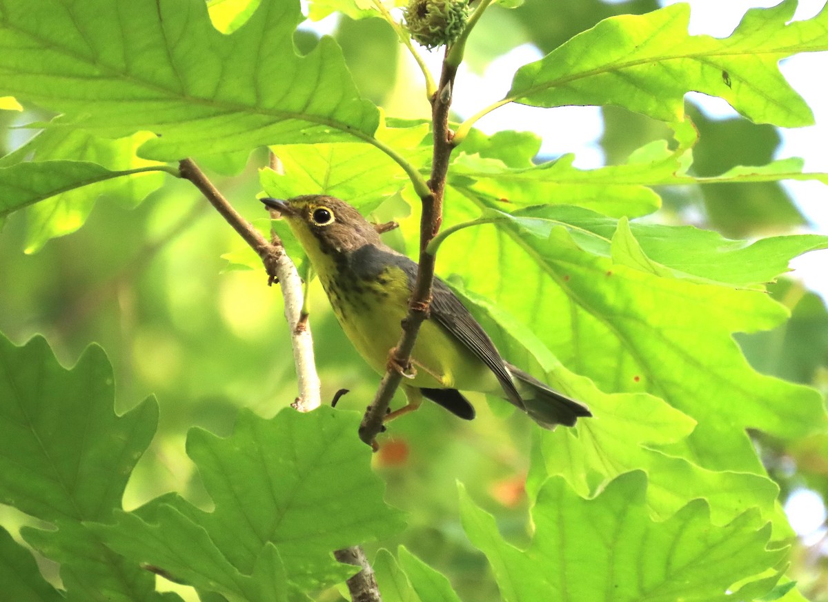 Canada Warbler - ML640232544