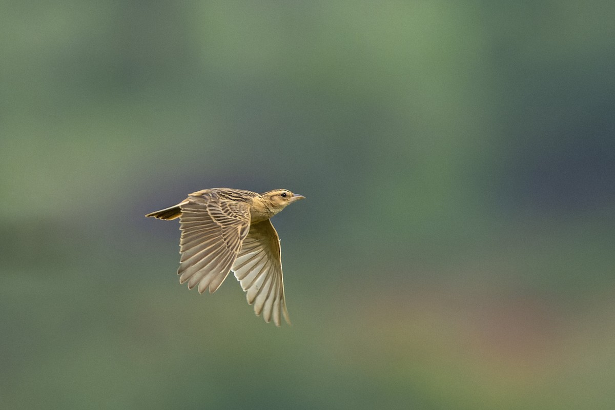 Tawny Lark - ML640232577