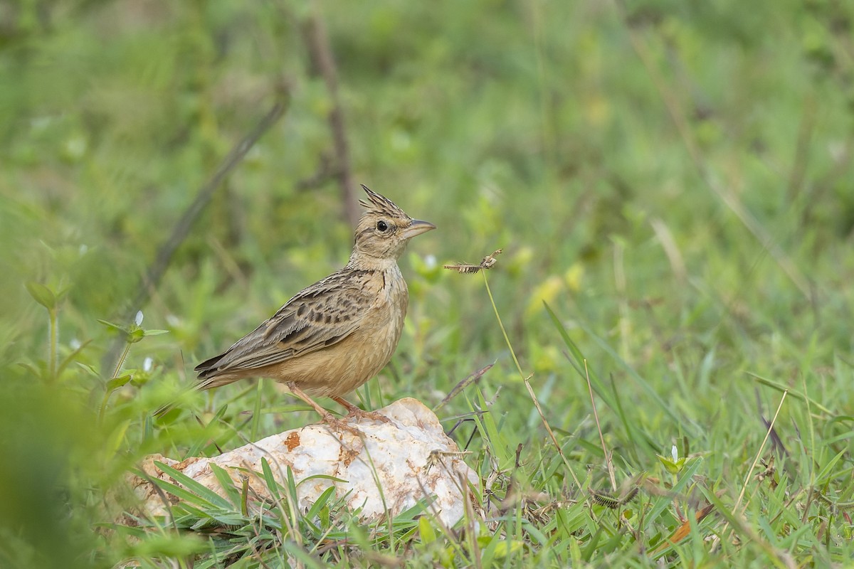 Tawny Lark - ML640232578