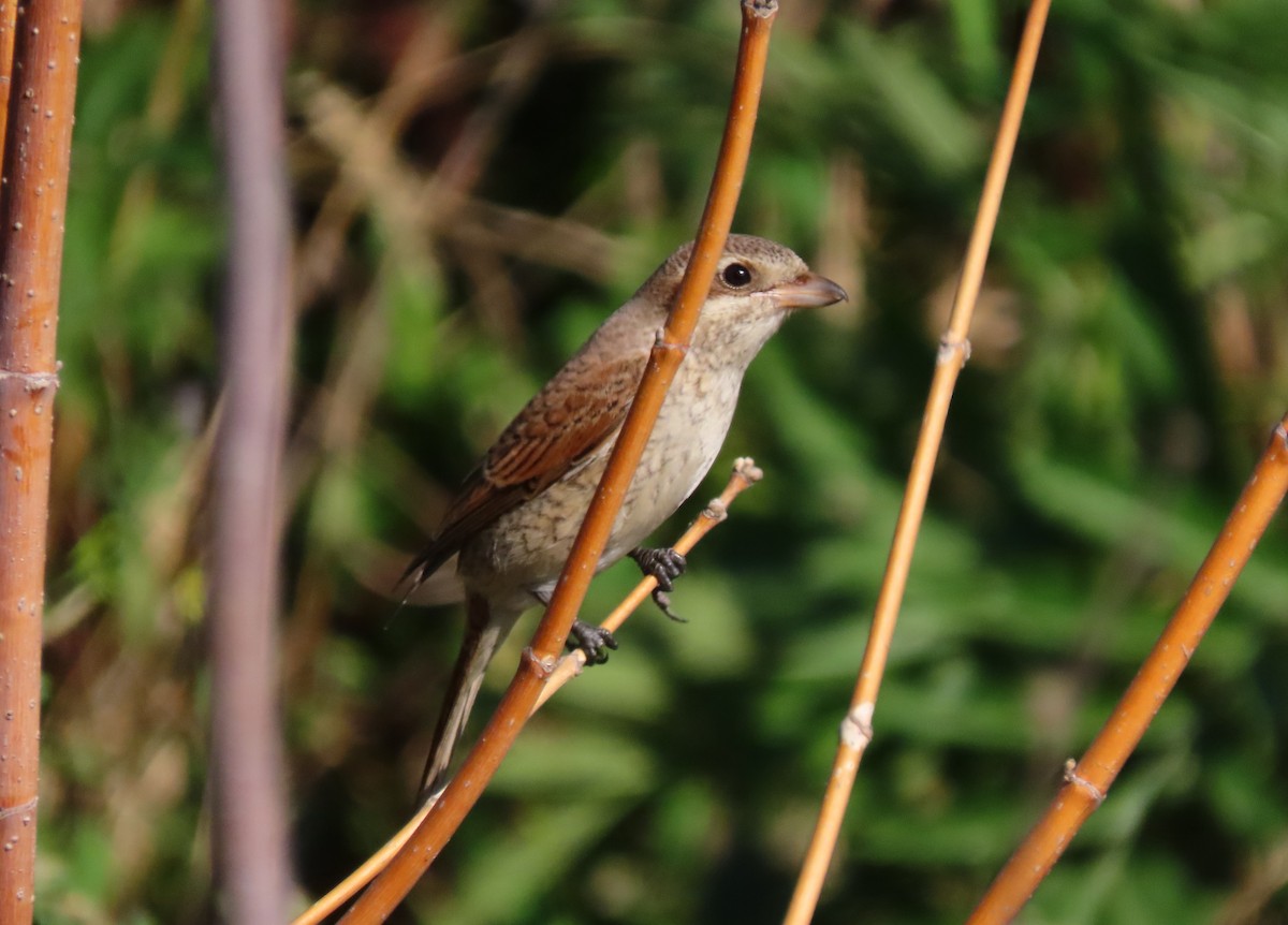 Red-backed Shrike - ML640232655