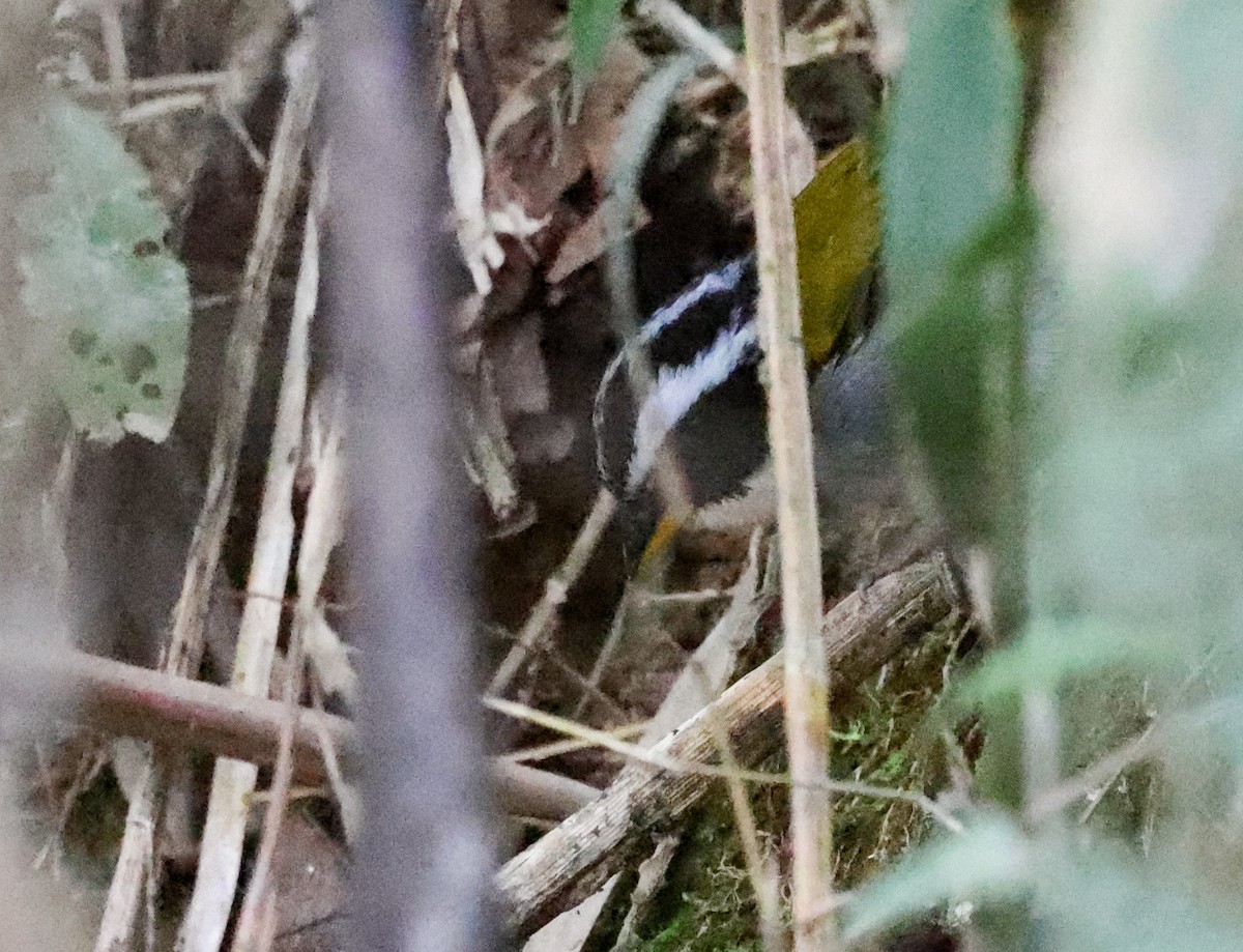 Half-collared Sparrow - ML640232662